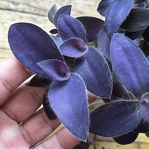 Tradescantia pallida 'PURPLE PIXIE' - 2 Cuttings - Wandering Dude, Inch Plant - Rare Cultivar