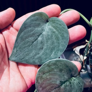 May include: Close-up of two heart-shaped, dark green leaves with prominent veining. The leaves are held in a hand, showcasing their texture and color. The leaves have a velvety appearance, with a slight sheen.
