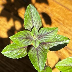 May include: A vibrant green plant with pointed, serrated leaves featuring prominent dark purple veins. The leaves are arranged in a symmetrical pattern, radiating from a central stem, showcasing a distinct contrast between the bright green foliage and the deep purple veining throughout the plant structure.