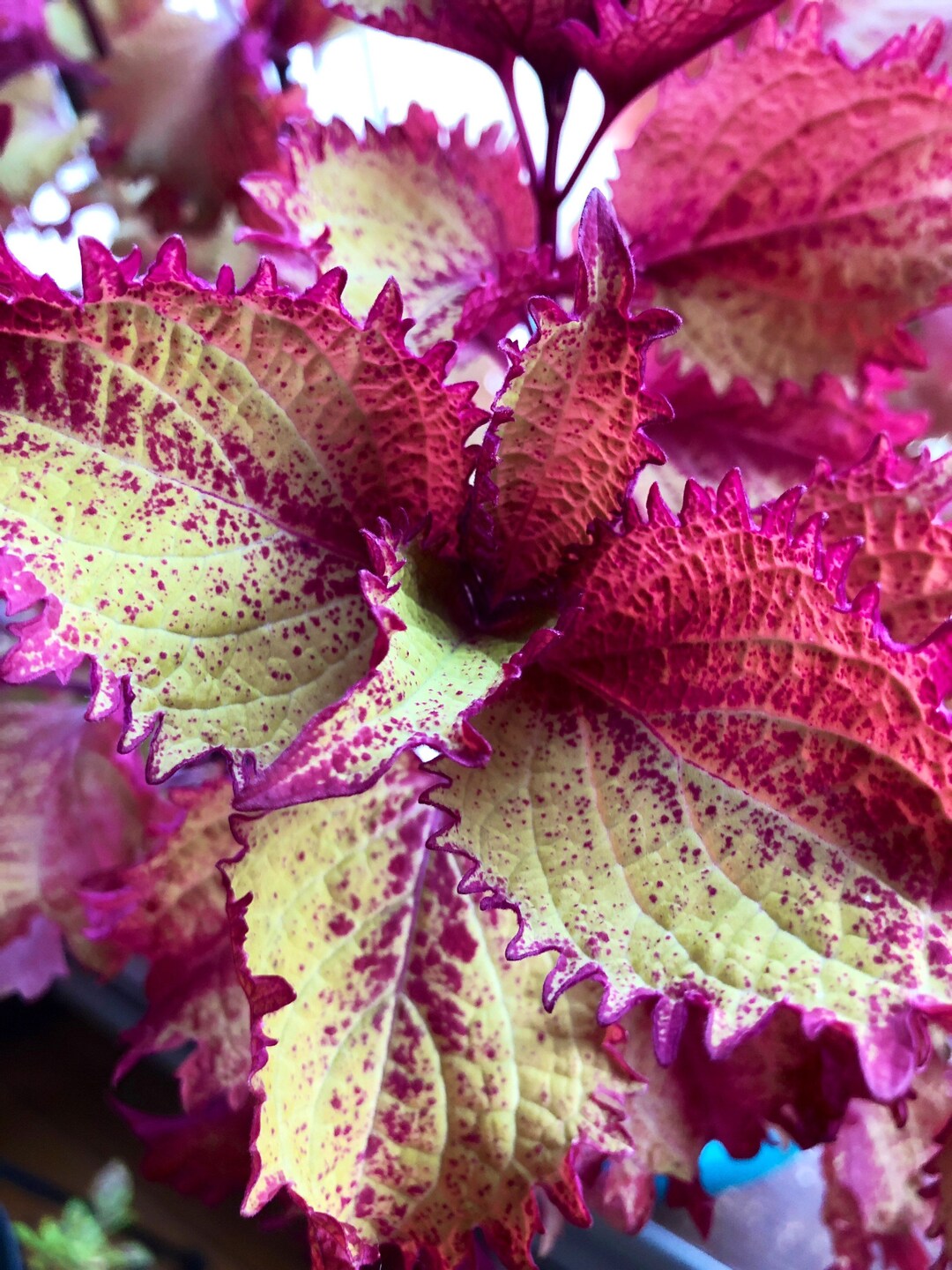 Coleus 'henna' Beautiful UNROOTED Plant Cutting Etsy