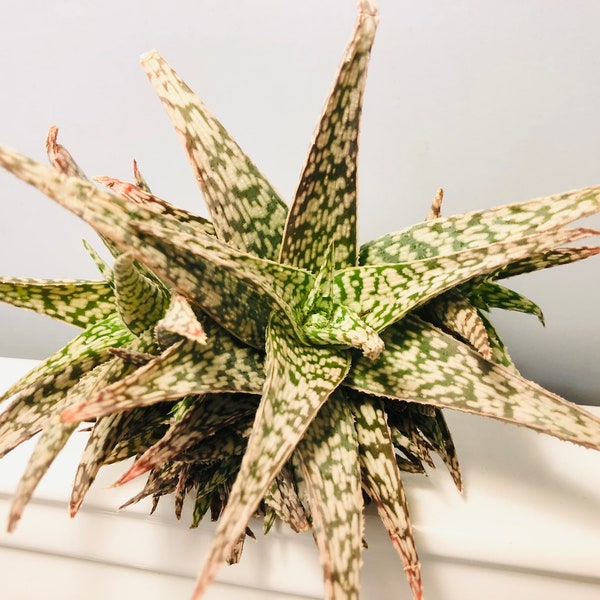 Aloe Hybrid Pups - 'Blizzard' -  Unrooted - Beautiful Succulent!
