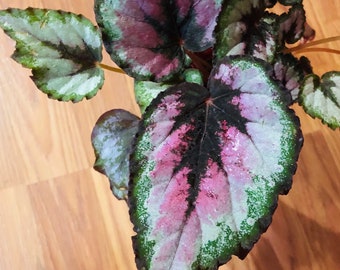 Begonia Rex 1 Leaf Cutting unrooted Red Tango - Etsy