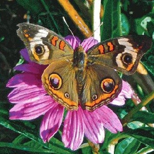 Natures Monarch Counted Cross Stitch Pattern PDF:
