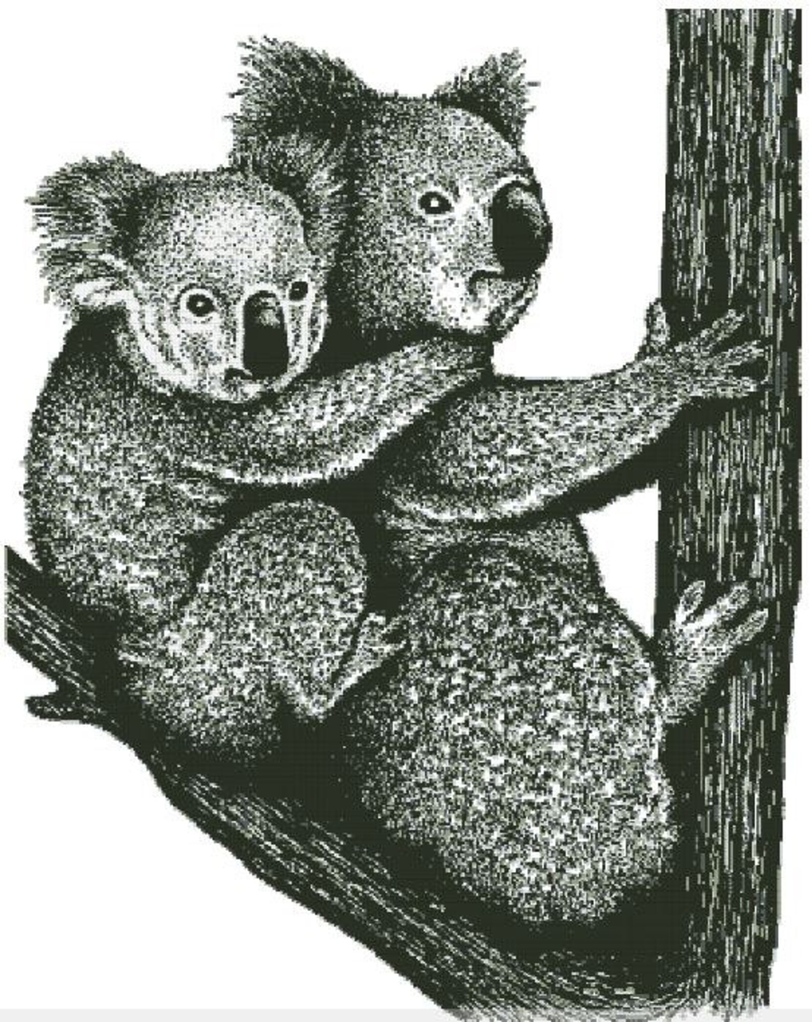 Коала рисунок