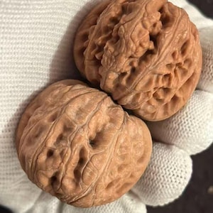 Puede incluir: Dos nueces marrones con superficies texturizadas. Las nueces se sostienen en un guante blanco, mostrando su color natural y patrones intrincados. La imagen resalta las formas y detalles orgánicos de las nueces.