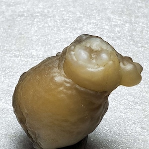 Bonsai Suiseki Natural Gobi alashan Stone hippo 080705