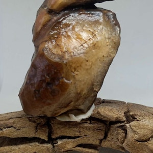 Bonsai Suiseki Natural Gobi alashan Stone eagle 080801