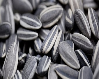 Ai Weiwei Porcelain Sunflower Seeds LONDON TATE MODERN 50 pcs