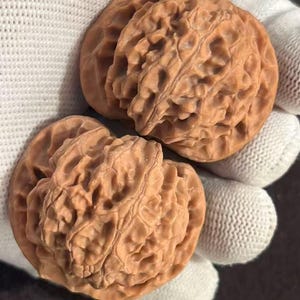 Puede incluir: Dos mitades de nuez marrón con superficies texturizadas y detalladas. Las nueces se sostienen en un guante blanco, mostrando sus formas naturales y orgánicas. La imagen resalta las intrincadas crestas y patrones de las cáscaras de nuez.