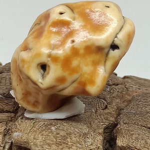 Bonsai Suiseki Natural Gobi alashan Stone dinosaur 080803