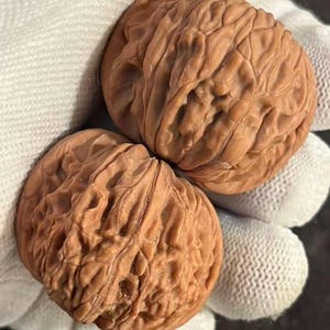 Puede incluir: Dos nueces marrones con superficies texturizadas se sostienen en un guante blanco. Las nueces tienen una apariencia rugosa y arrugada, mostrando su forma natural. La imagen resalta los detalles del exterior de la nuez.