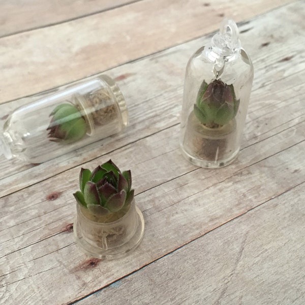 Terrarium Necklace Etsy