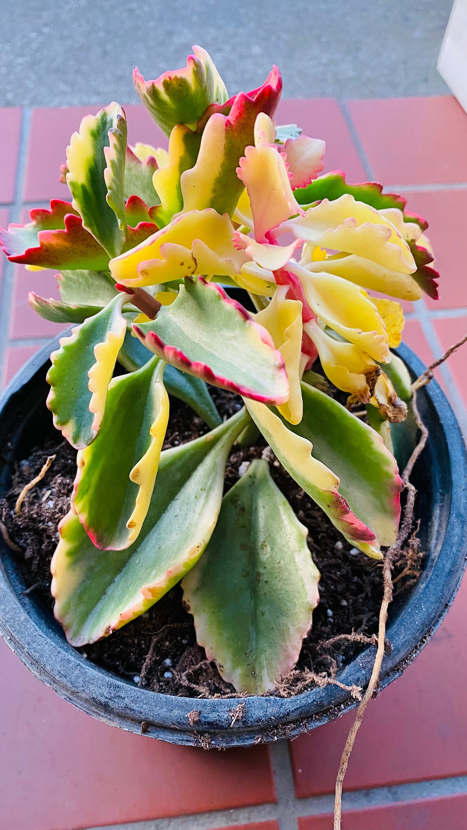 Kalanchoe longiflora variegated 1 gallon pot Etsy