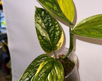 Monstera Peru Variegated exact plant