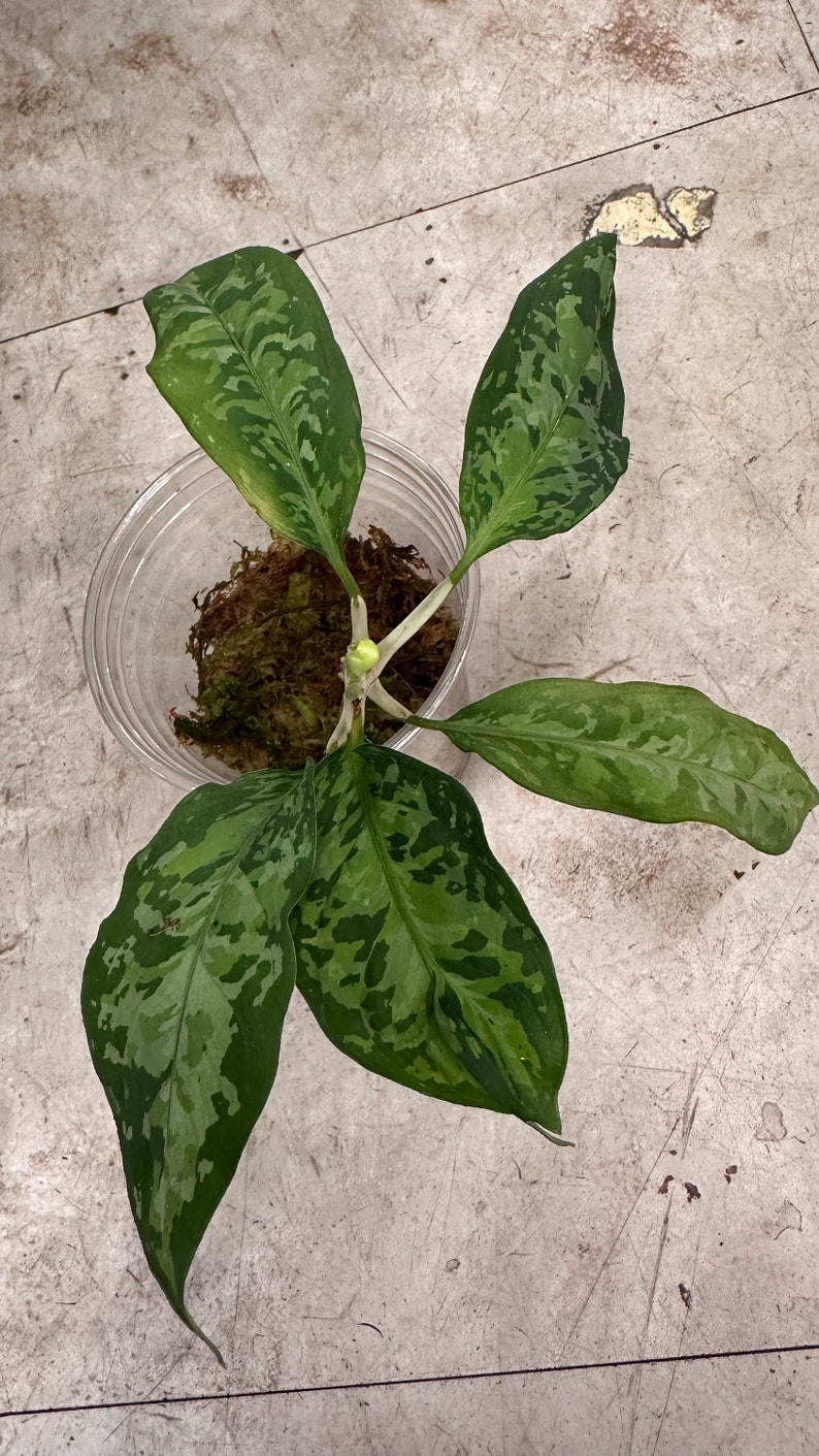 Aglaonema Pictum image 2