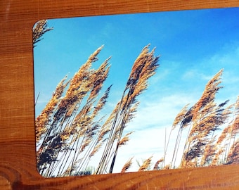 postkarte, grußkarte, fotografie, spreewald, sommer,  natur, pflanzen, botanik, himmel, sommer, sommertag "meerweh 2"