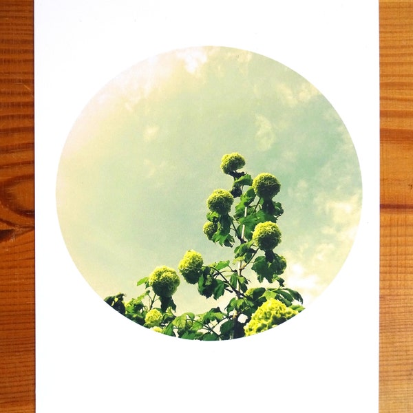 postkarte, grußkarte, fotografie, natur, pflanzen, botanik, sommer, garten, blumen "green garden"