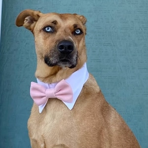 Pink bow tie for dog, light pink bowtie on white shirt collar, dog ring bearer wedding attire, Twinkle Mingle