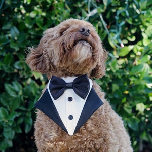 May include: A brown curly-haired dog wearing a black tuxedo bow tie with a white collar. The dog is sitting on a gray concrete surface with green grass in the foreground.