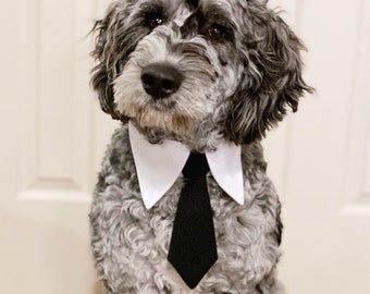 dogs in ties
