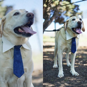 Red Tie for pets, Dog necktie collar, dog formal tuxedo collar, dog necktie, red dog tie, pet neck tie, pet / dog wedding collar red necktie image 8