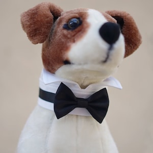 Black satin dog bow tie collar, dog tuxedo collar, wing tip collar, dog shirt collar, dog formal collar, dog wedding, ring bearer bowtie tux image 6