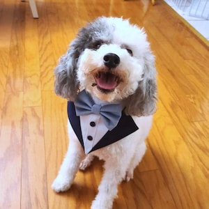 Dusty Blue Velvet dog tuxedo bandana, dog bow tie collar, dog bowtie bib, dog formal suit, bow tie, dog wedding tux. Grey/Black/Navy attire