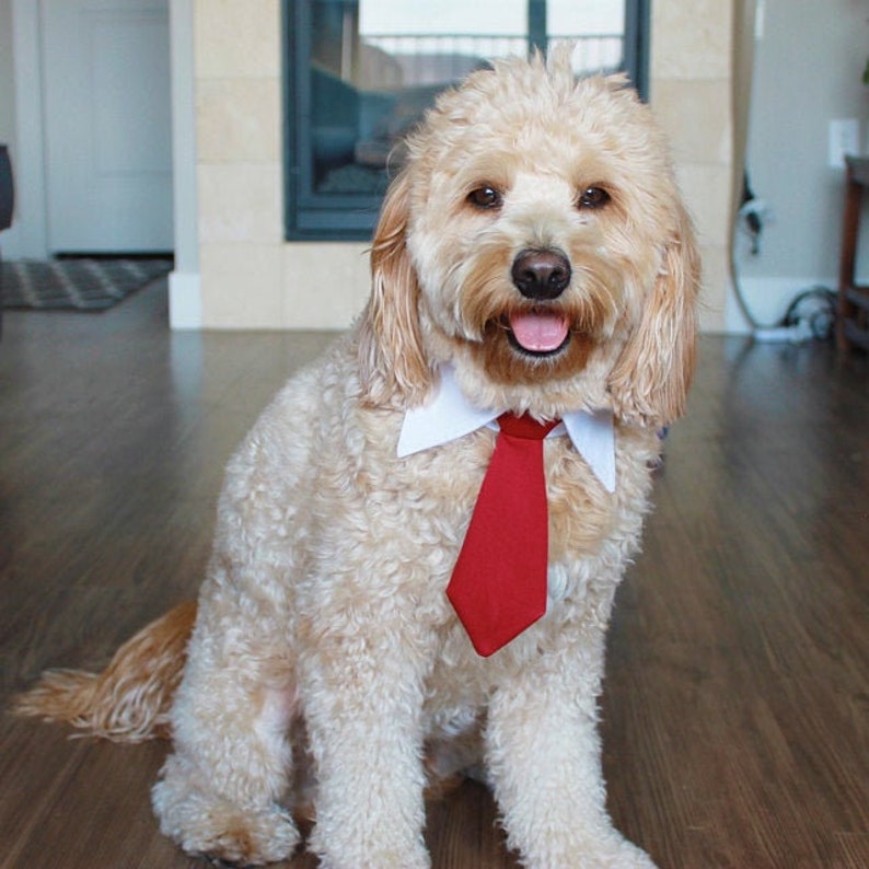 Red Tie for pets, Dog necktie collar, dog formal tuxedo collar, dog necktie, red dog tie, pet neck tie, pet / dog wedding collar red necktie image 1