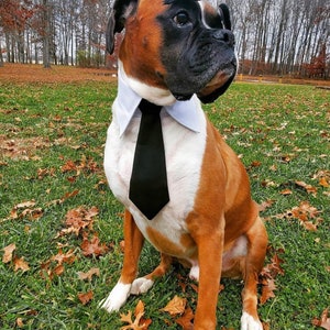 Red Tie for pets, Dog necktie collar, dog formal tuxedo collar, dog necktie, red dog tie, pet neck tie, pet / dog wedding collar red necktie image 7