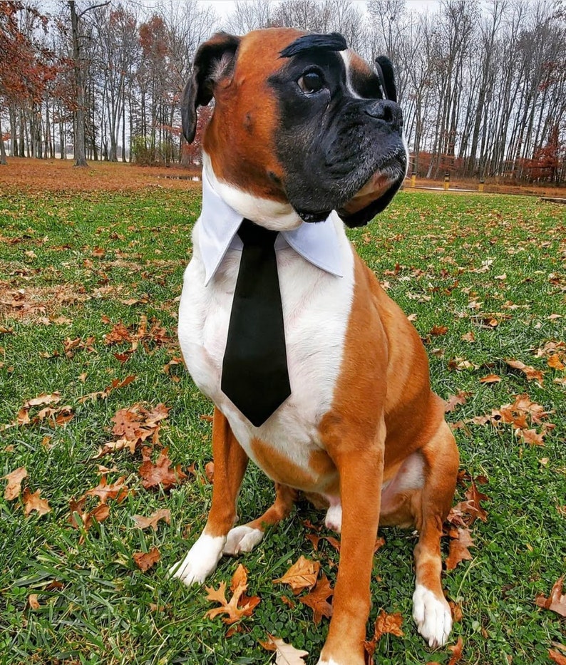 Red Tie for pets, Dog necktie collar, dog formal tuxedo collar, dog necktie, red dog tie, pet neck tie, pet / dog wedding collar red necktie image 7