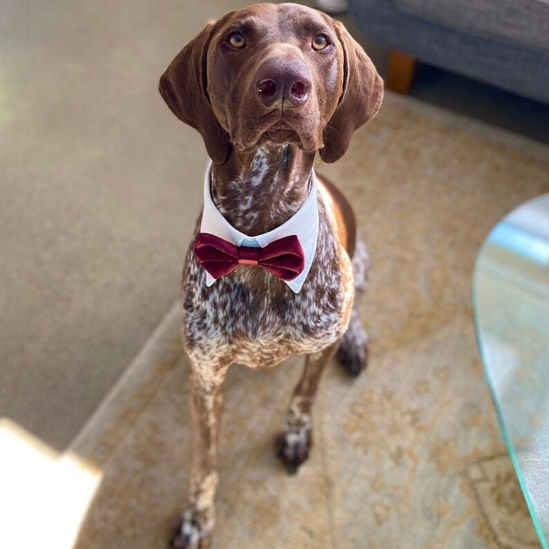 Burgundy Dog Bow Tie Collar Dog Tuxedo Collar Dog Bowtie Etsy
