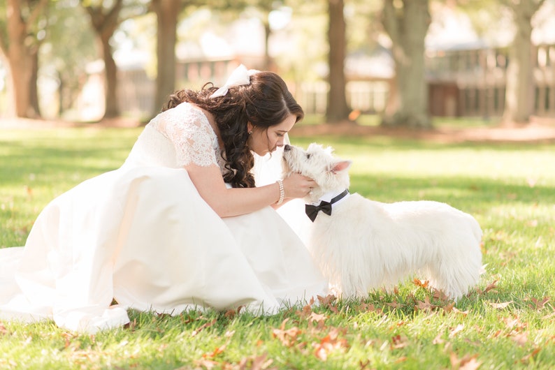 May include: A bride in a white wedding dress kneels on the grass and kisses a white West Highland White Terrier wearing a black bow tie.