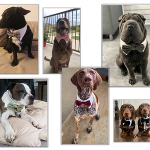May include: Six dogs wearing bow ties. The dogs are of different breeds and sizes. The bow ties are in various colors and patterns.