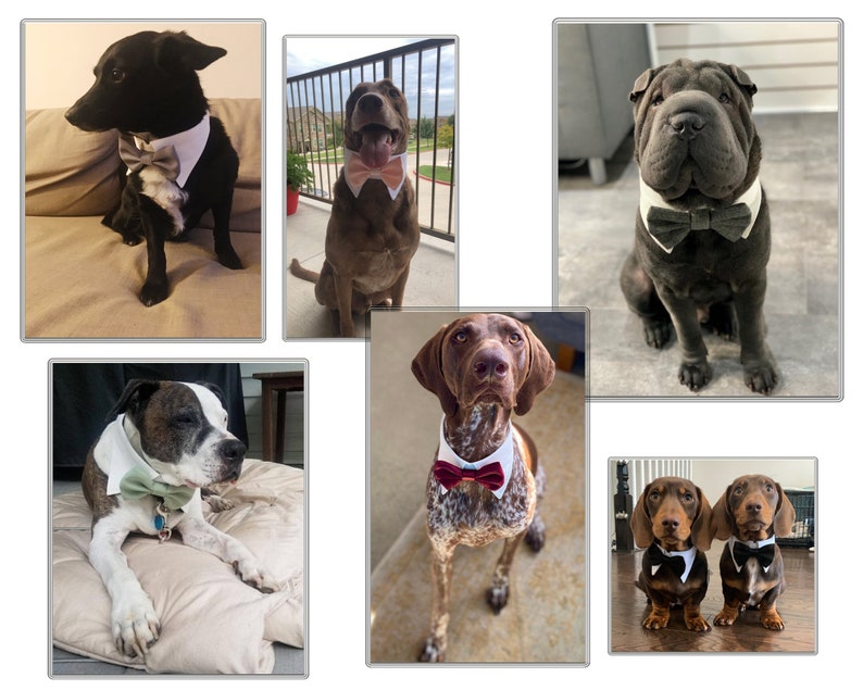 May include: Six dogs wearing bow ties. The dogs are of different breeds and sizes. The bow ties are in various colors and patterns.