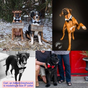May include: Four dogs wearing bow ties. Two dogs are sitting in front of a sign that says "Our humans are getting married!" and "11-09-2019". The sign is on a wooden plank. The other two dogs are standing. One dog is standing on its hind legs with its front paw raised. The text below the dogs says "Collar size: 19" & 20" and "Carl, an Italian Greyhound, is modeling a size 9" collar. The collar in the picture is a size 26".