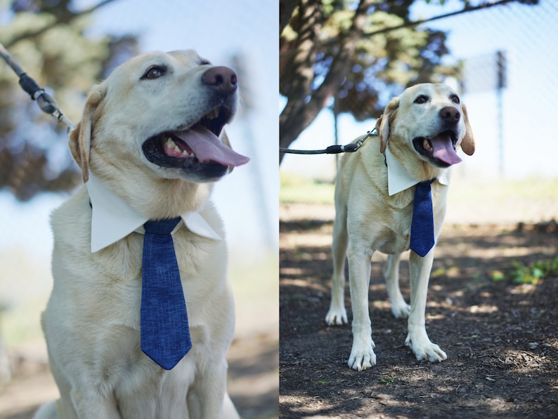 Red Tie for pets, Dog necktie collar, dog formal tuxedo collar, dog necktie, red dog tie, pet neck tie, pet / dog wedding collar red necktie image 8