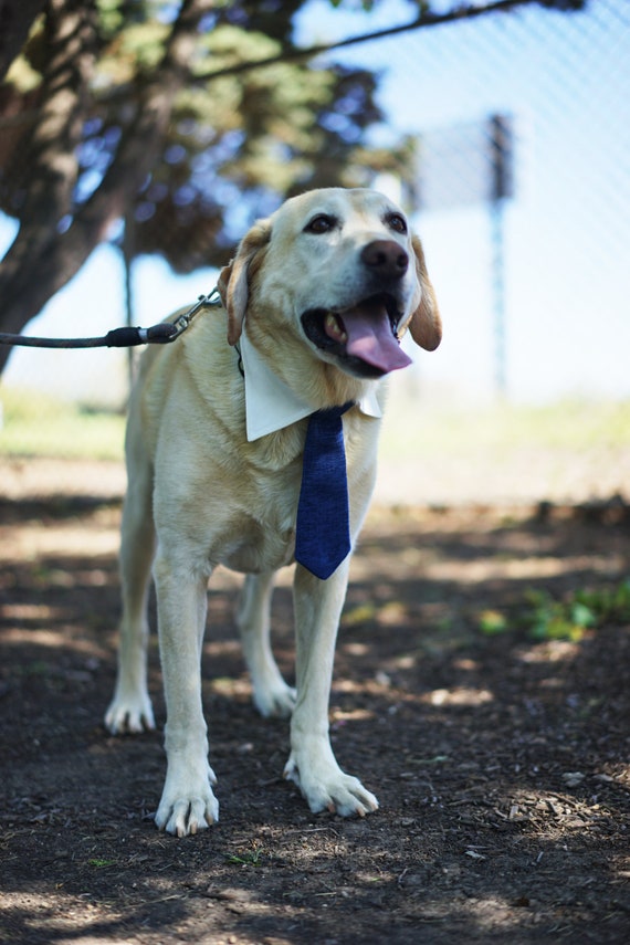 Navy Blue Dog Necktie Collar dog formal 