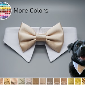 Champagne dog bow tie collar, dog shirt collar, dog bowtie, dog formal collar, pet cat dog wedding attire, bow tie, engagement photography image 1