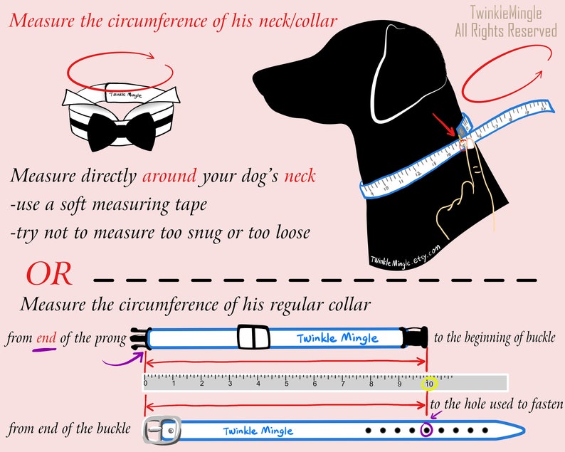 May include: Diagram showing how to measure a dog's neck for a collar. The first method shows measuring the neck directly with a tape measure. The second method shows measuring the length of an existing collar from the end of the prong to the beginning of the buckle, and from the end of the buckle to the hole used to fasten the collar.