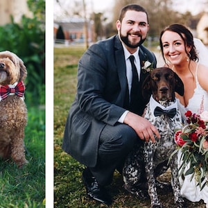 Champagne dog bow tie collar, dog shirt collar, dog bowtie, dog formal collar, pet cat dog wedding attire, bow tie, engagement photography image 6
