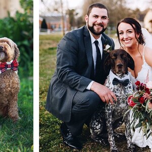 May include: A bride and groom pose for a wedding photo with their two dogs. The bride is wearing a white wedding dress and holding a bouquet of red and pink flowers. The groom is wearing a gray suit and a black tie. The dogs are wearing bow ties.