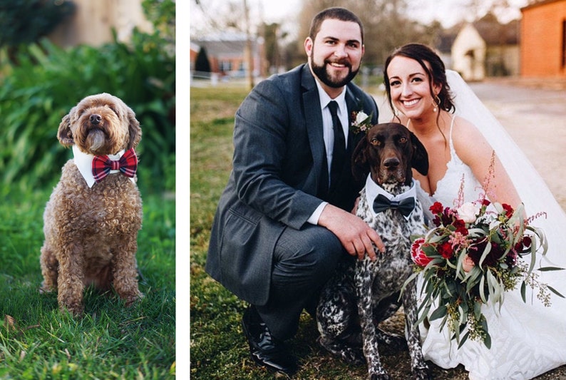 May include: A bride and groom pose for a wedding photo with their two dogs. The bride is wearing a white wedding dress and holding a bouquet of red and pink flowers. The groom is wearing a gray suit and a black tie. The dogs are wearing bow ties.