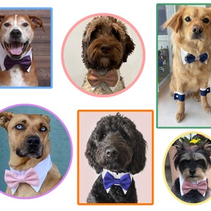 burgundy bow tie for dogs