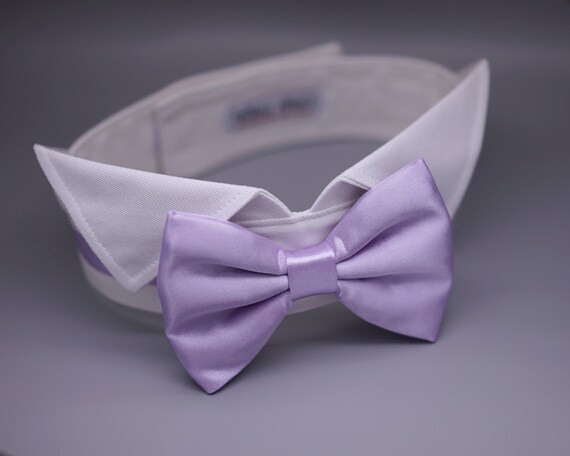purple dog bow tie