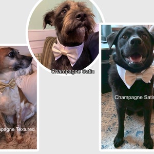 May include: Three dogs wearing bow ties. The dog on the left is wearing a champagne textured bow tie. The dog in the middle is wearing a champagne satin bow tie. The dog on the right is wearing a champagne satin bow tie.