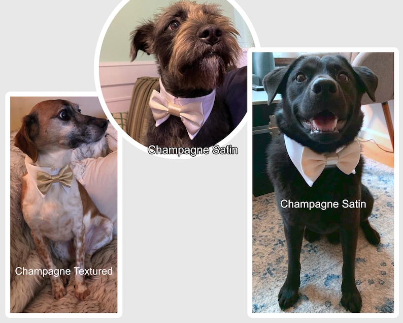 May include: Three dogs wearing bow ties. The dog on the left is wearing a champagne textured bow tie. The dog in the middle is wearing a champagne satin bow tie. The dog on the right is wearing a champagne satin bow tie.