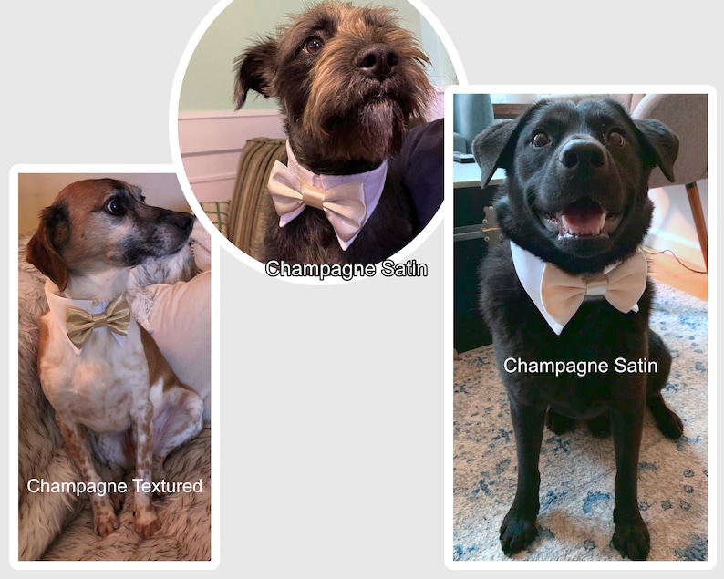 Champagne dog bow tie collar, dog shirt collar, dog bowtie, dog formal collar, pet cat dog wedding attire, bow tie, engagement photography image 2