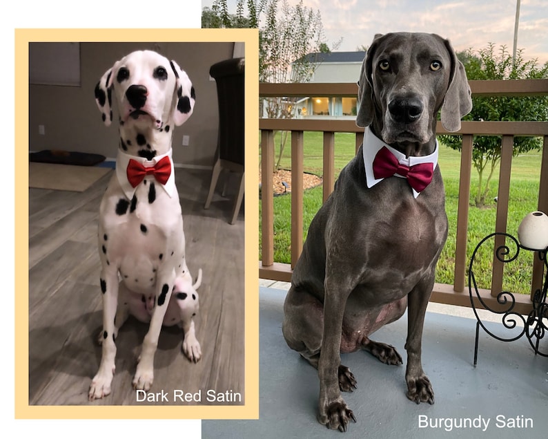 May include: Two dogs wearing bow ties. The dog on the left is a Dalmatian with a dark red satin bow tie. The dog on the right is a Weimaraner with a burgundy satin bow tie.
