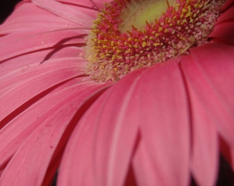 PINK GERBERA DAISY1