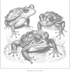 以下が含まれることがあります： 3匹のカエルの白黒のイラスト。カエルは草のベッドの上に座っています。画像は「Plate No. IV - Panzer Frogs」というタイトルです。